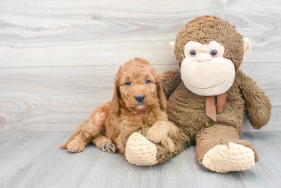 Fluffy Mini Goldendoodle Poodle Mix Pup