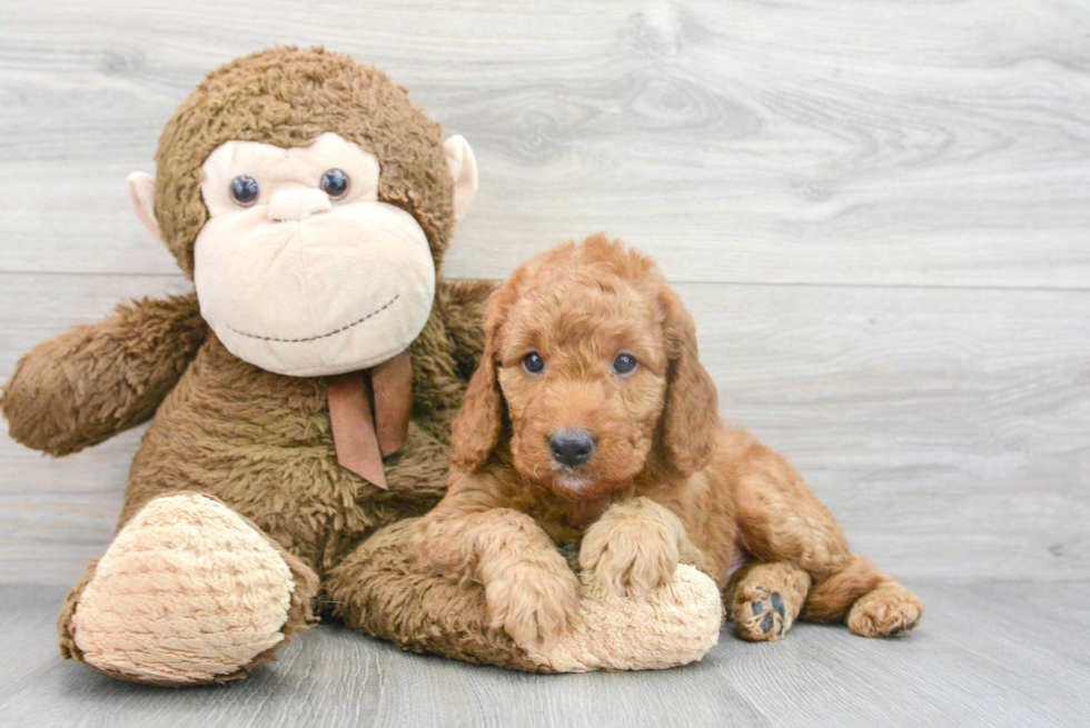 Energetic Golden Retriever Poodle Mix Puppy