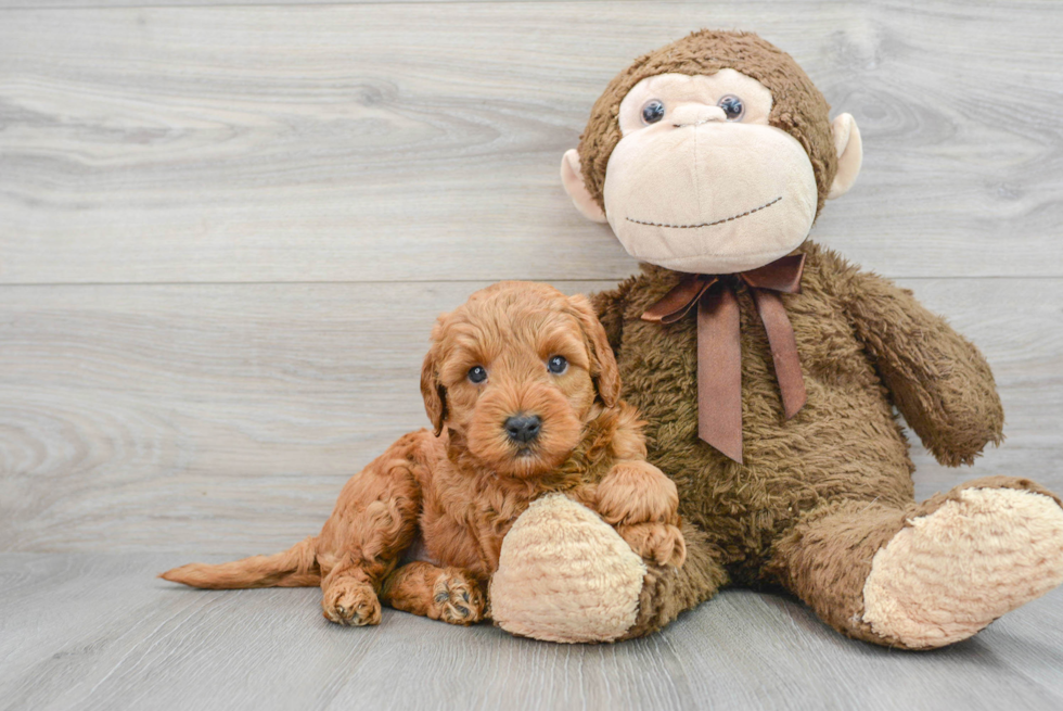 Mini Goldendoodle Pup Being Cute