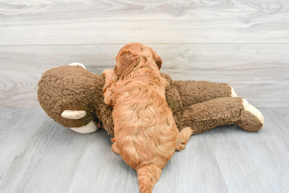 Adorable Golden Retriever Poodle Mix Puppy