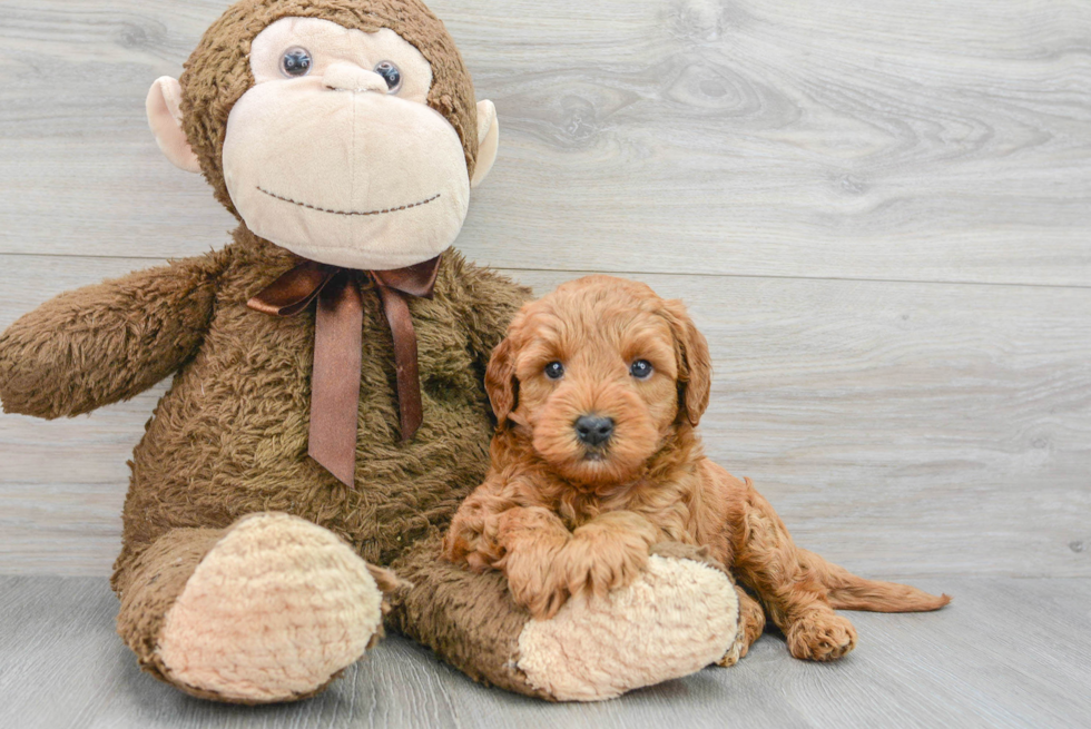 Mini Goldendoodle Pup Being Cute