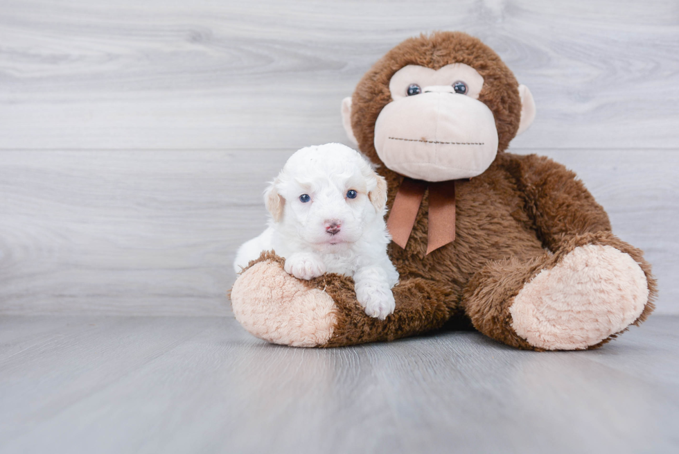 Funny Mini Goldendoodle Poodle Mix Pup