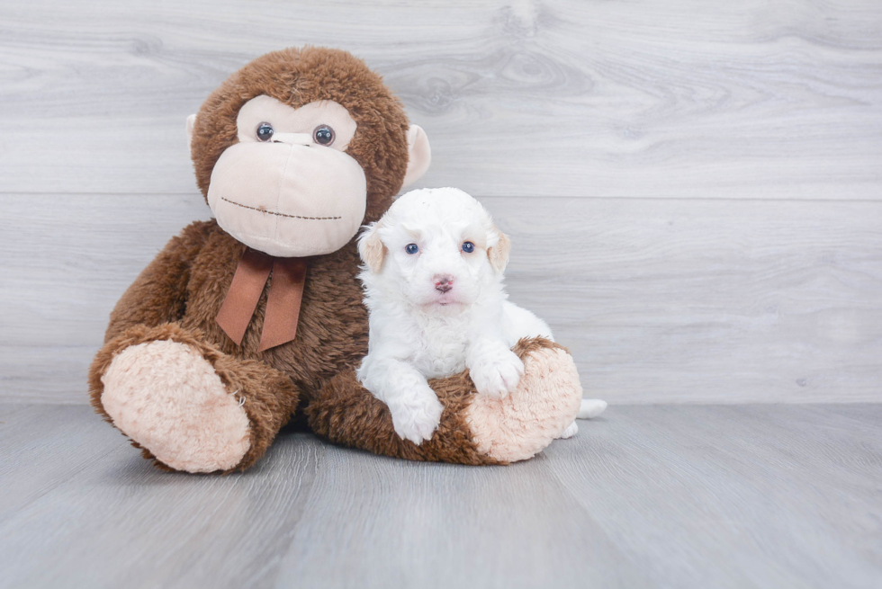 Mini Goldendoodle Puppy for Adoption