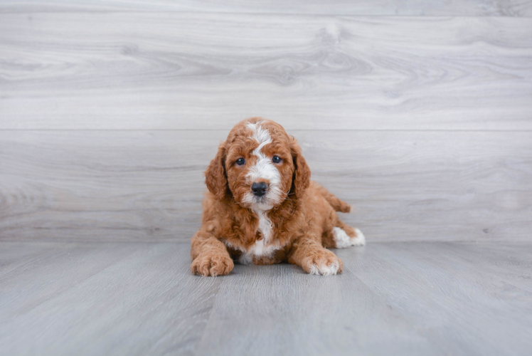 Small Mini Goldendoodle Baby