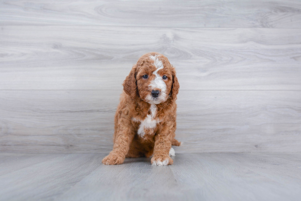 Sweet Mini Goldendoodle Baby