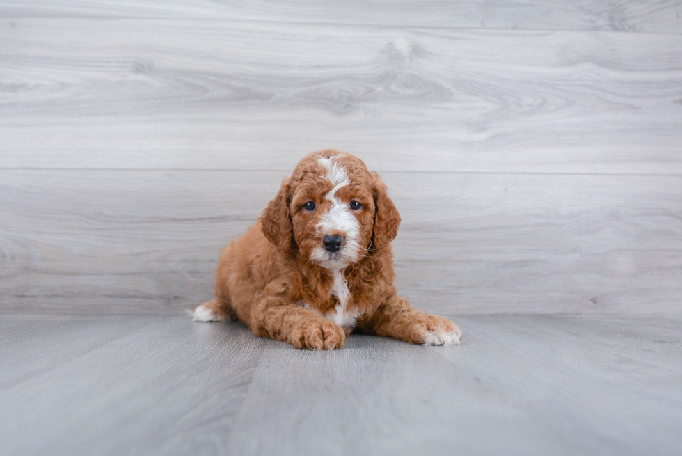 Mini Goldendoodle Puppy for Adoption