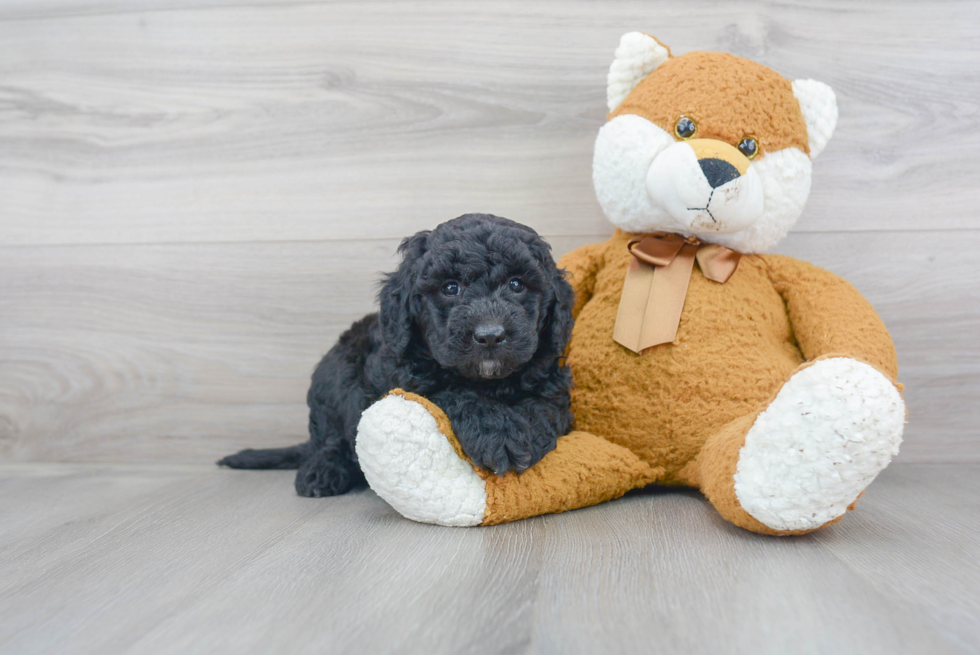 Best Mini Goldendoodle Baby