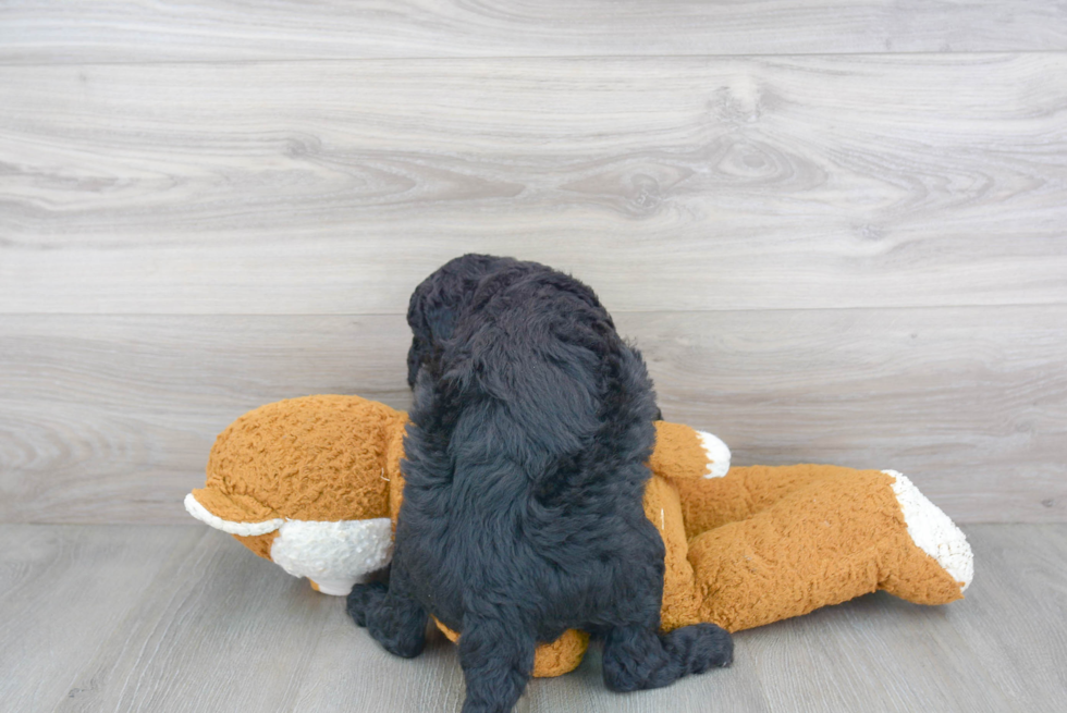 Fluffy Mini Goldendoodle Poodle Mix Pup