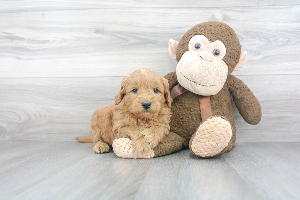 Hypoallergenic Golden Retriever Poodle Mix Puppy