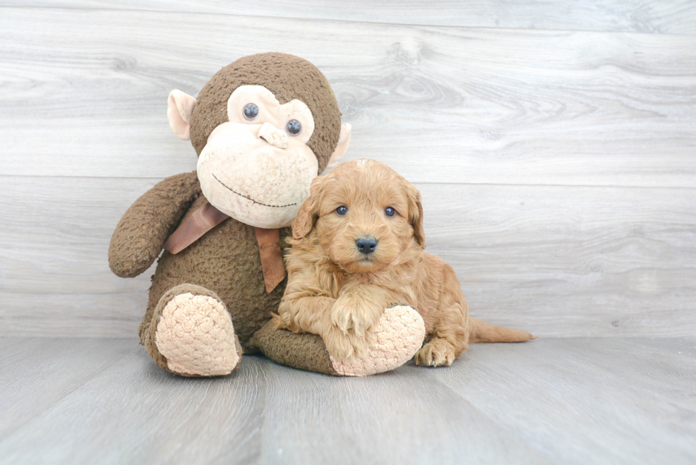 Best Mini Goldendoodle Baby