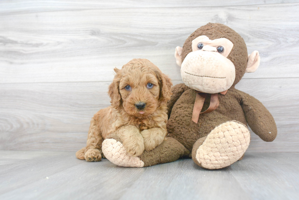 Mini Goldendoodle Puppy for Adoption