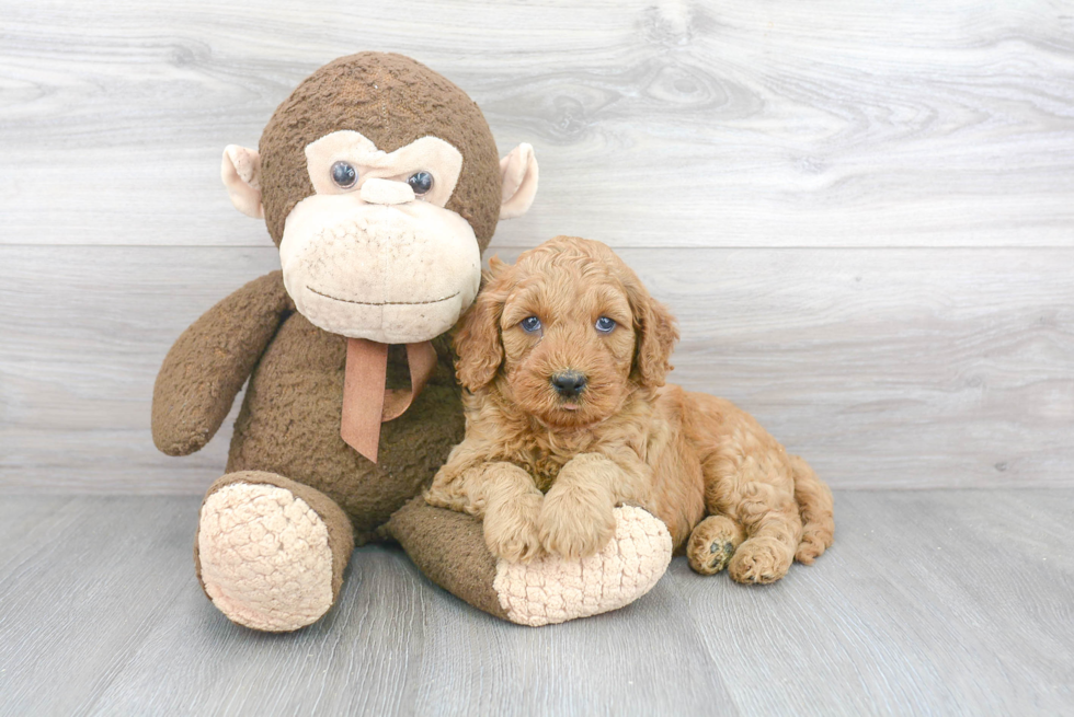 Popular Mini Goldendoodle Poodle Mix Pup