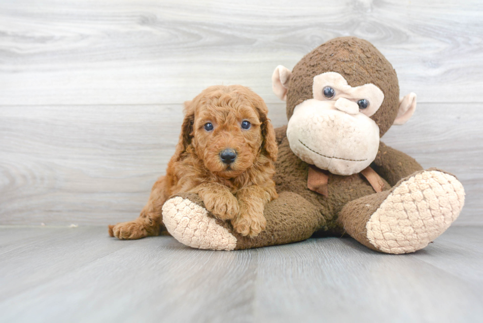 Best Mini Goldendoodle Baby