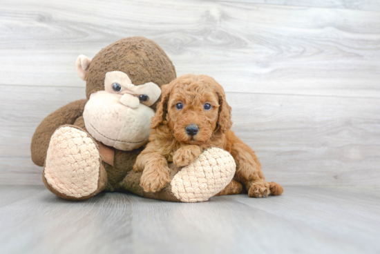 Hypoallergenic Golden Retriever Poodle Mix Puppy