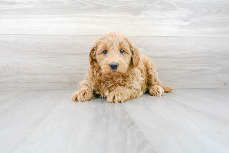 Cute Mini Goldendoodle Baby