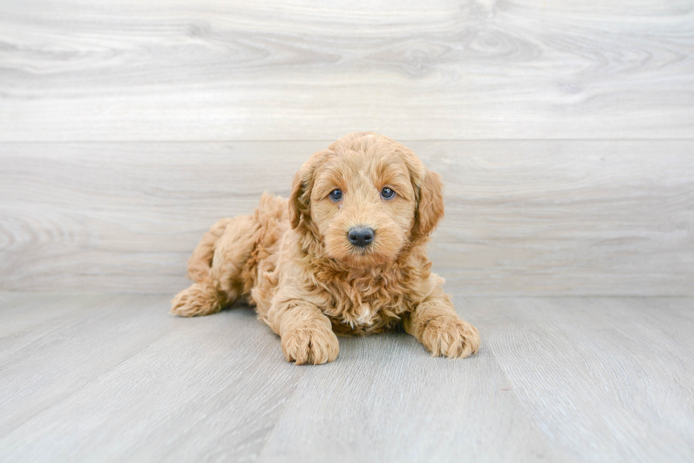 Mini Goldendoodle Pup Being Cute