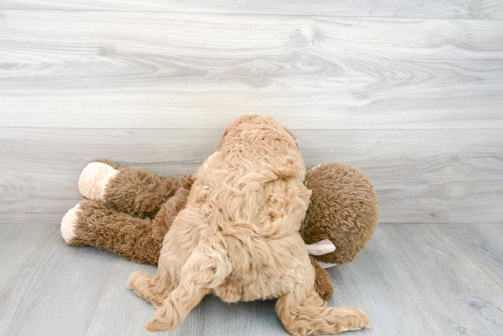 Cute Mini Goldendoodle Poodle Mix Pup