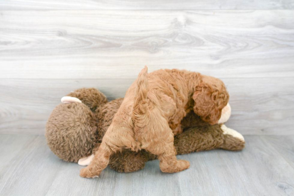 Adorable Golden Retriever Poodle Mix Puppy