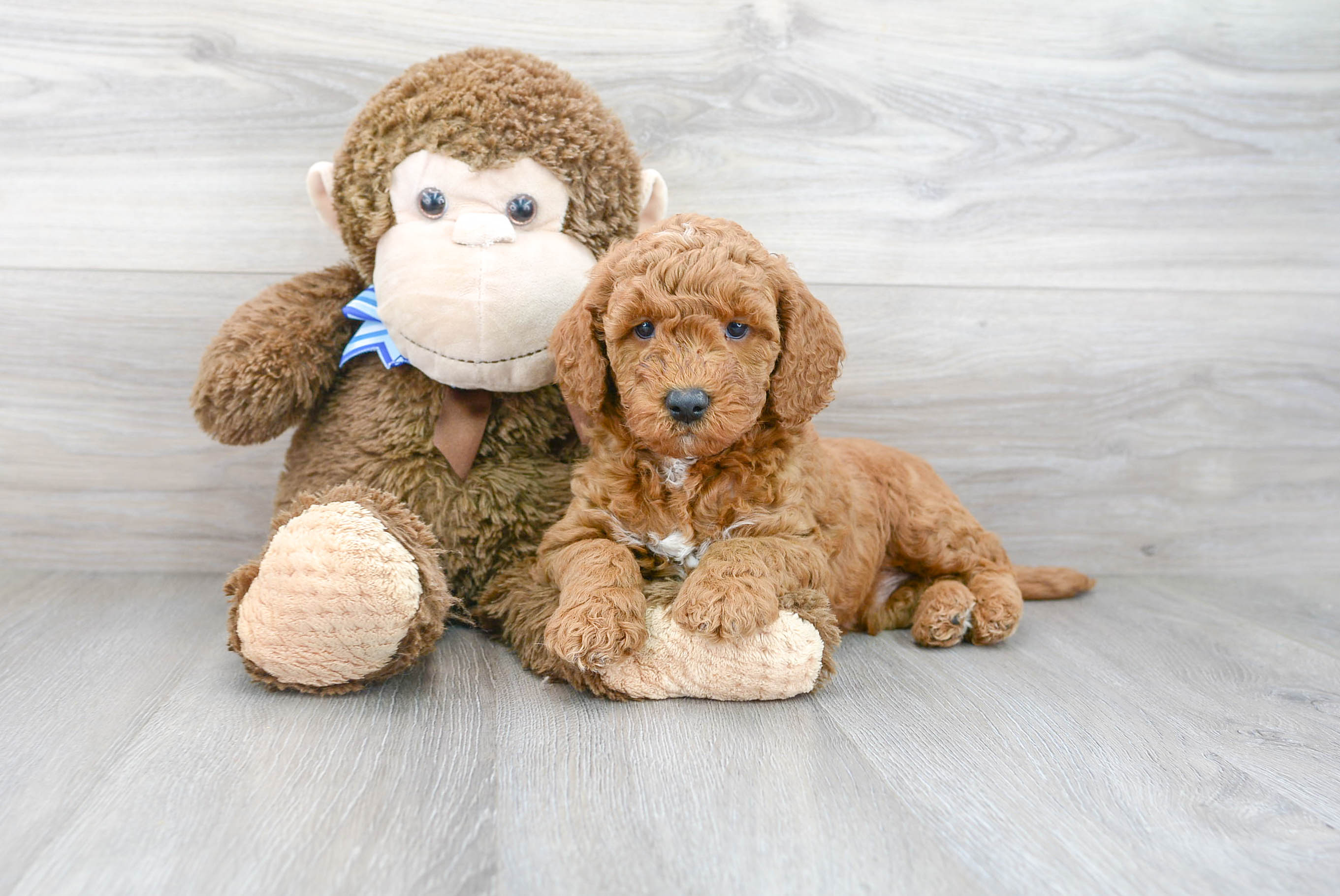 Best Mini Goldendoodle Baby