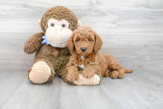 Best Mini Goldendoodle Baby