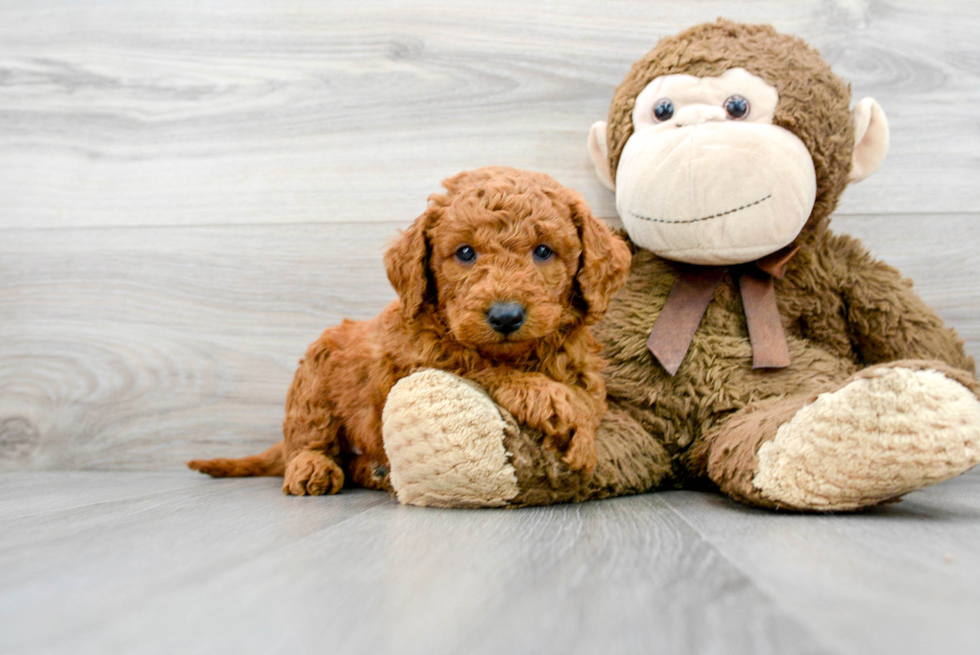 Adorable Golden Retriever Poodle Mix Puppy