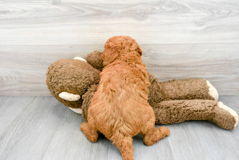 Sweet Mini Goldendoodle Baby