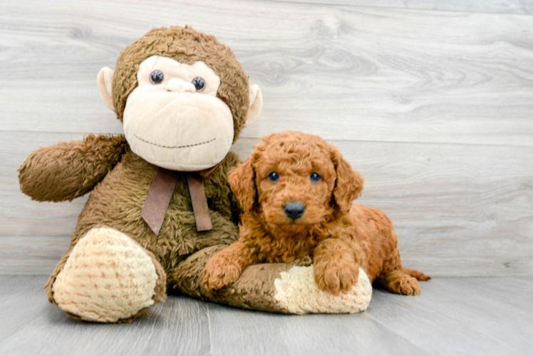 Best Mini Goldendoodle Baby