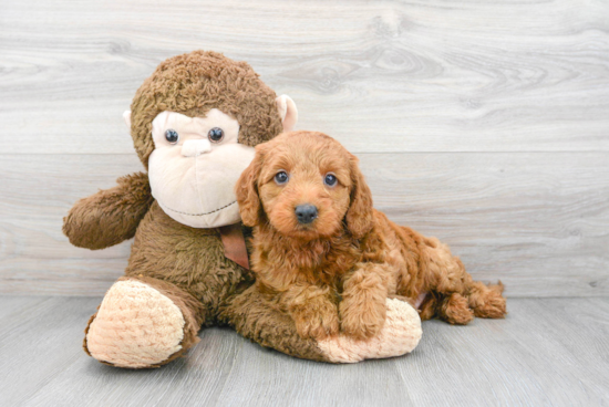 Fluffy Mini Goldendoodle Poodle Mix Pup