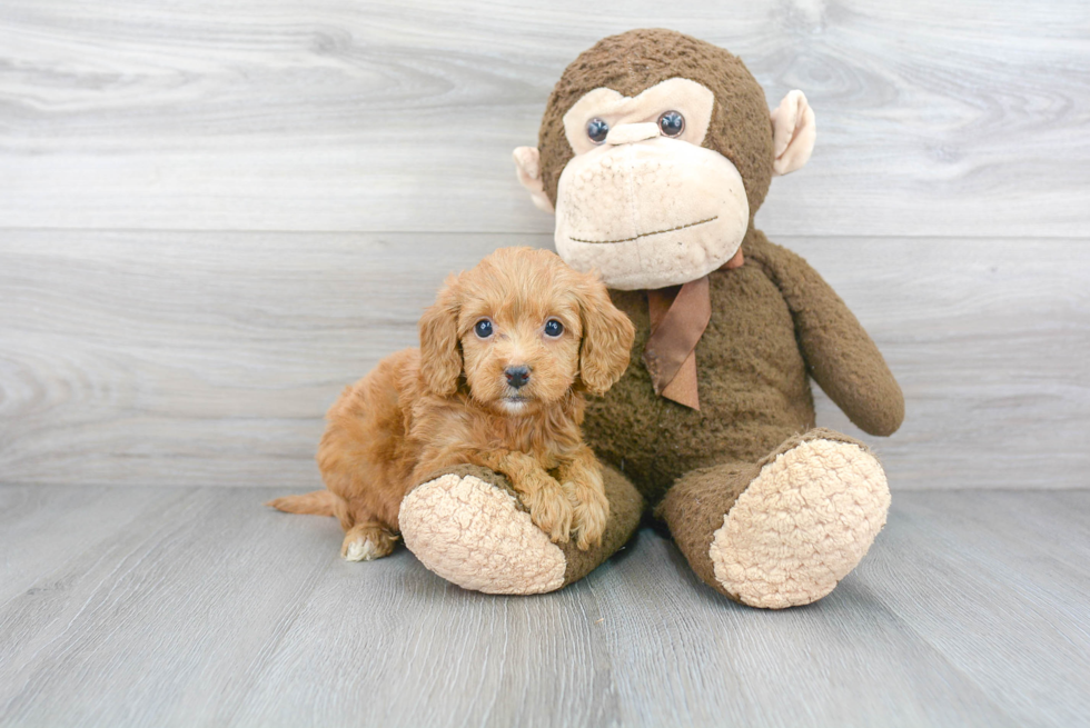 Best Mini Goldendoodle Baby