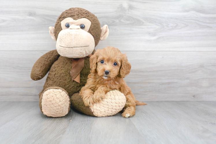 Popular Mini Goldendoodle Poodle Mix Pup