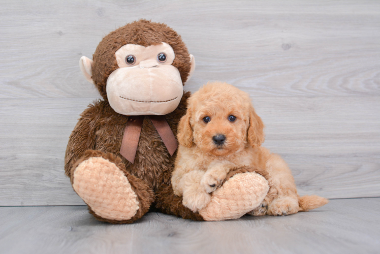 Mini Goldendoodle Pup Being Cute
