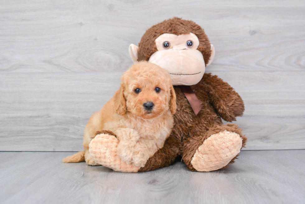 Cute Golden Retriever Poodle Mix Puppy