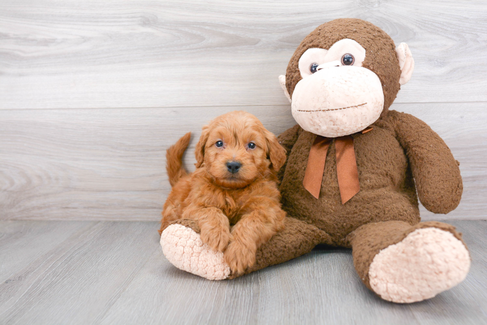 Best Mini Goldendoodle Baby