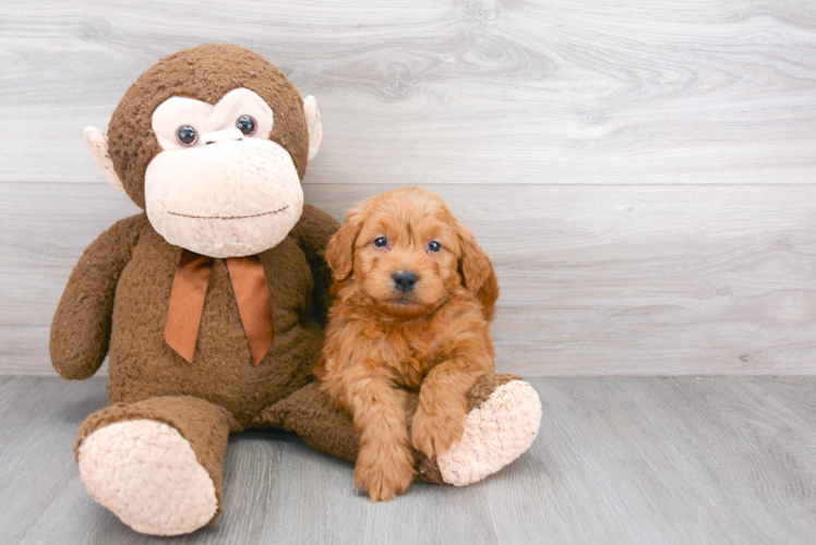 Fluffy Mini Goldendoodle Poodle Mix Pup