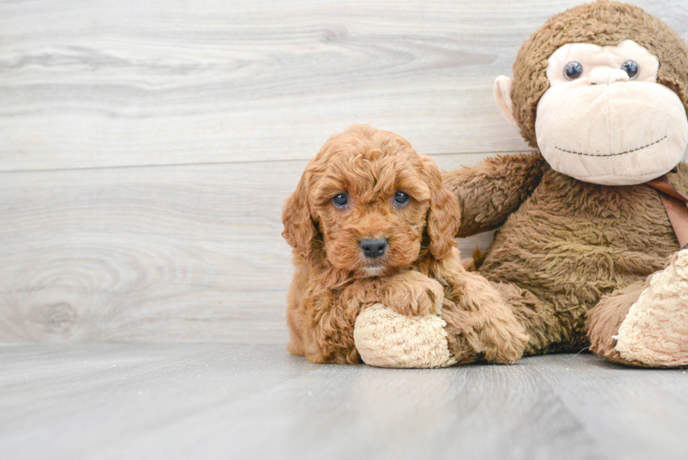 Mini Goldendoodle Pup Being Cute