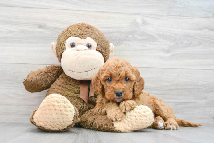 Best Mini Goldendoodle Baby