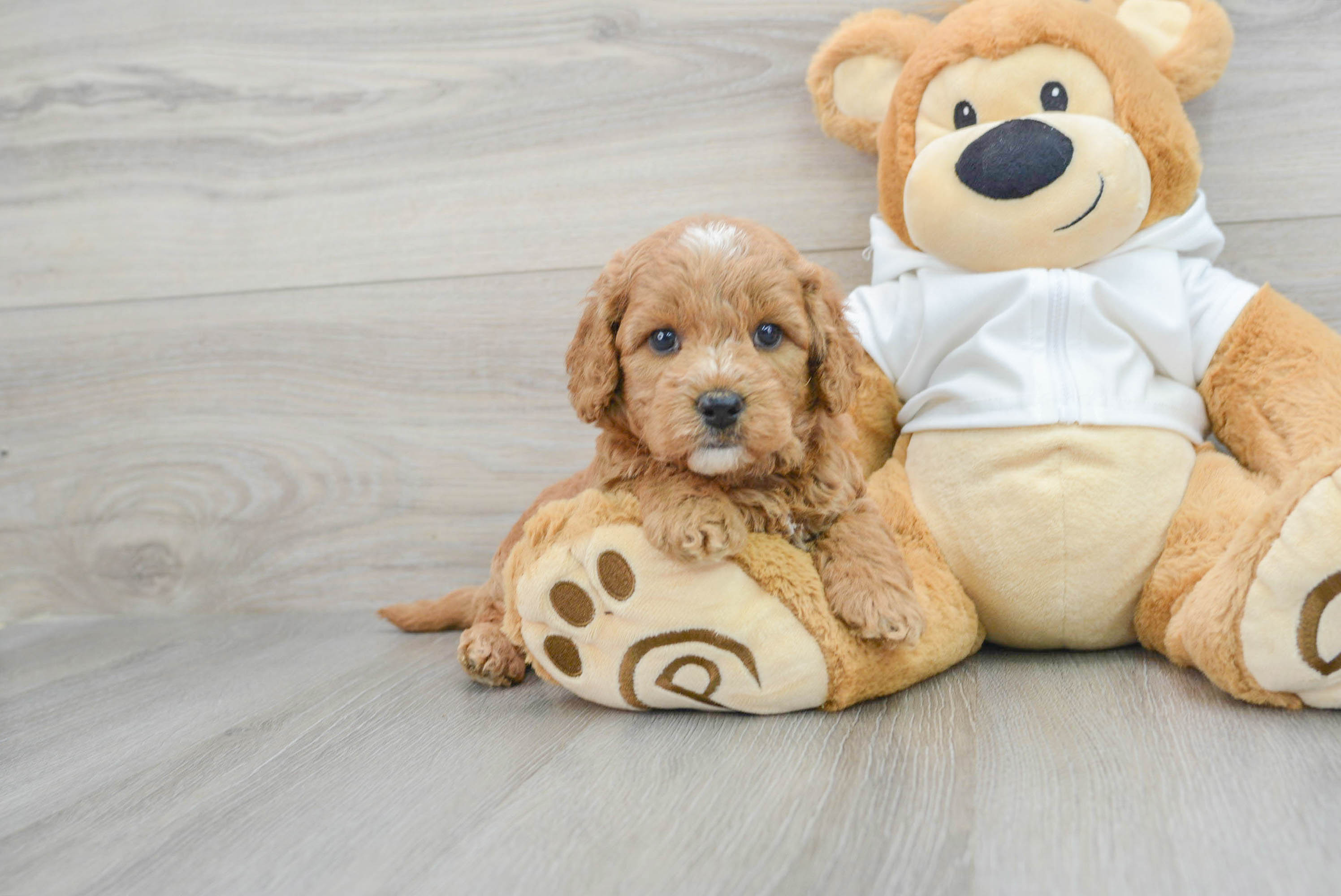 Small Mini Goldendoodle Baby