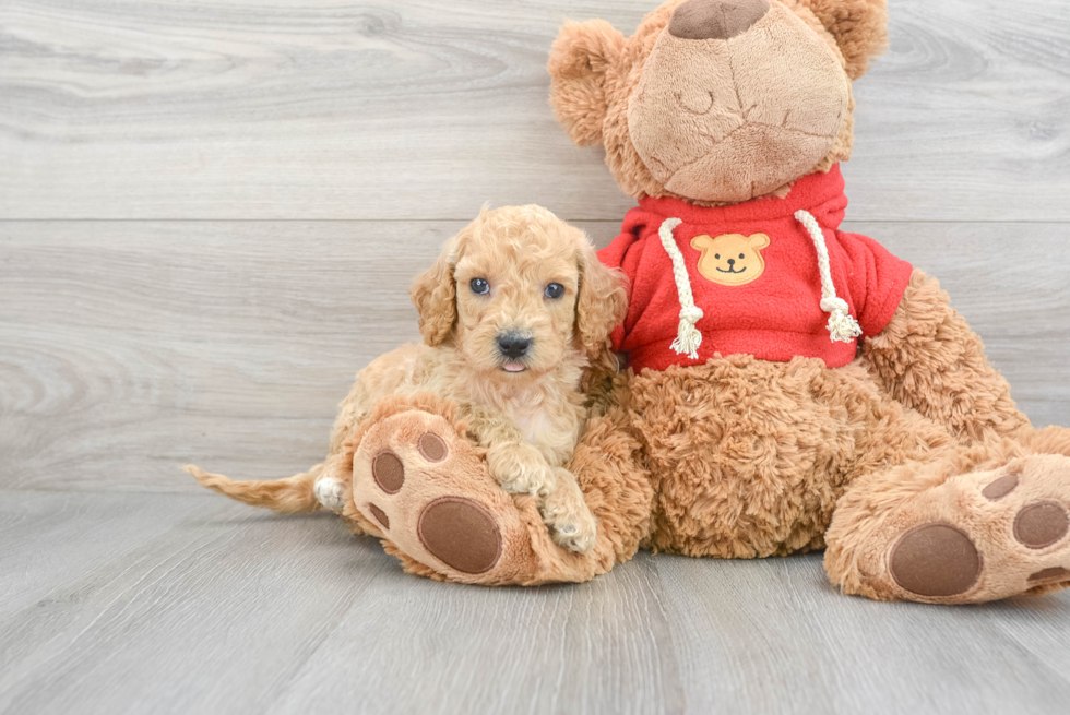 Mini Goldendoodle Pup Being Cute