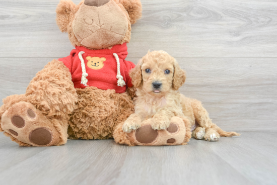 Happy Mini Goldendoodle Baby