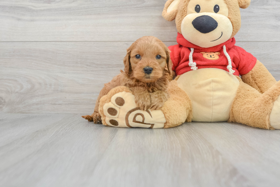 Playful Golden Retriever Poodle Mix Puppy