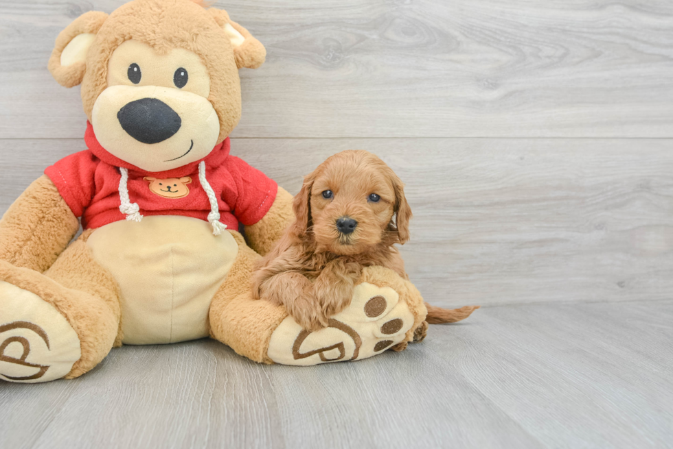 Mini Goldendoodle Pup Being Cute