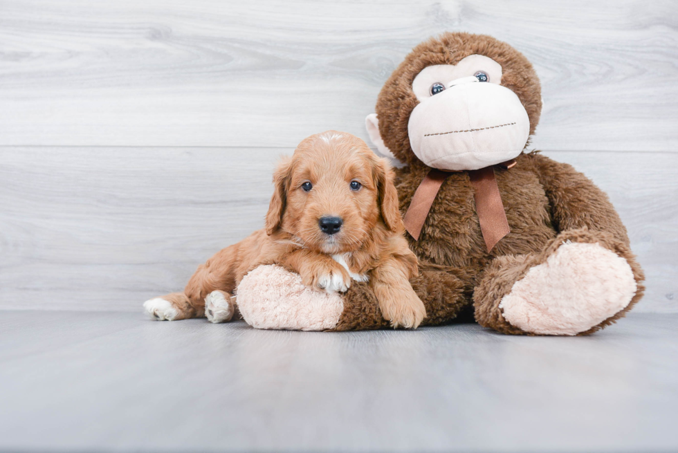 Mini Goldendoodle Pup Being Cute