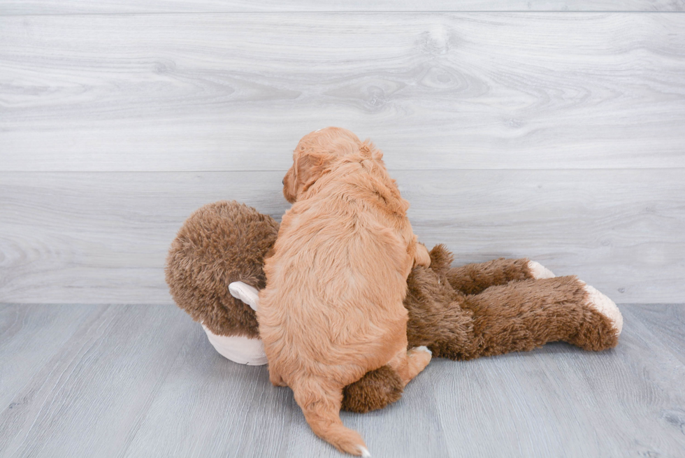 Friendly Mini Goldendoodle Baby