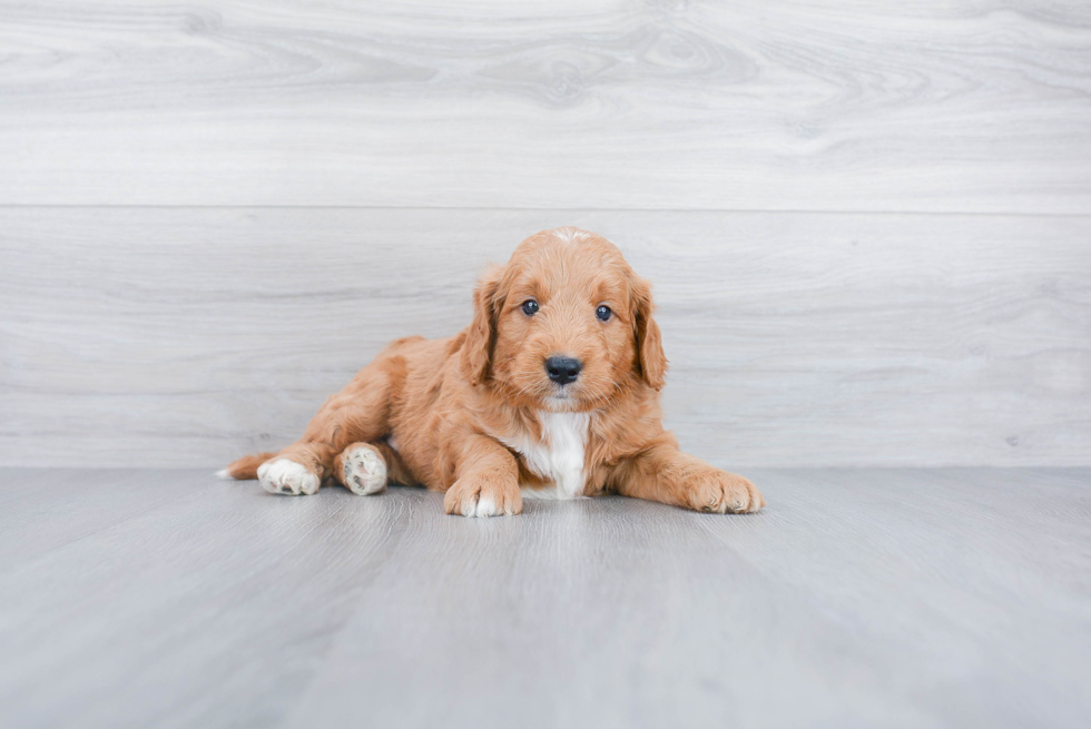 Mini Goldendoodle Pup Being Cute