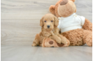 Mini Goldendoodle Puppy for Adoption