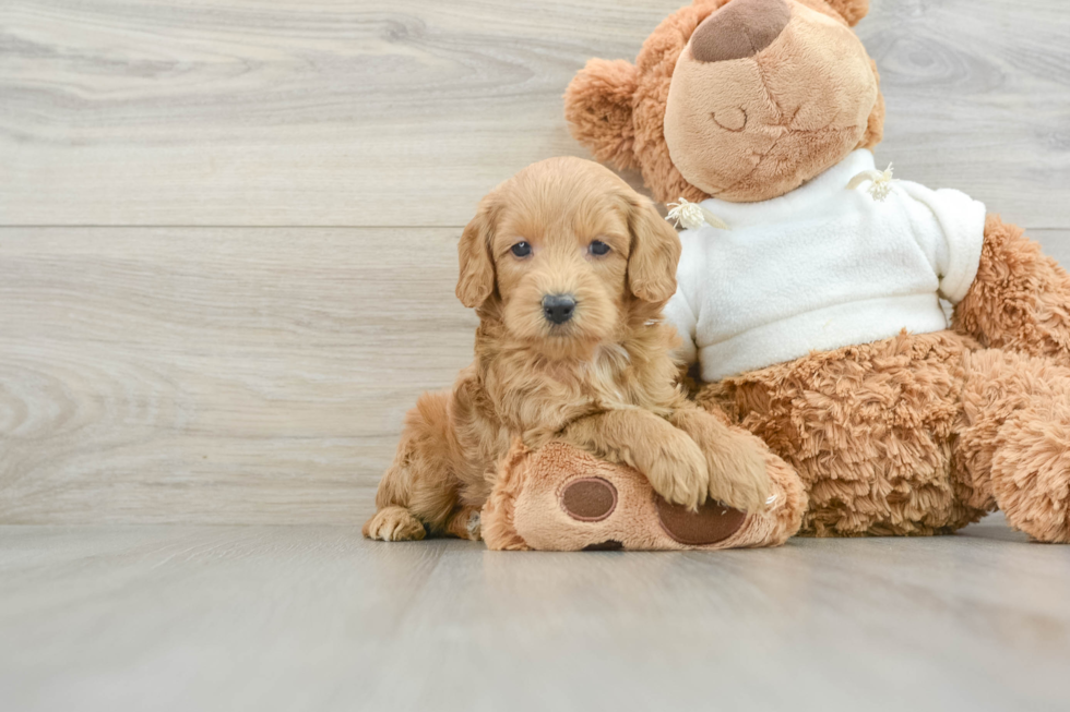 Mini Goldendoodle Puppy for Adoption