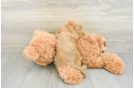 Best Mini Goldendoodle Baby