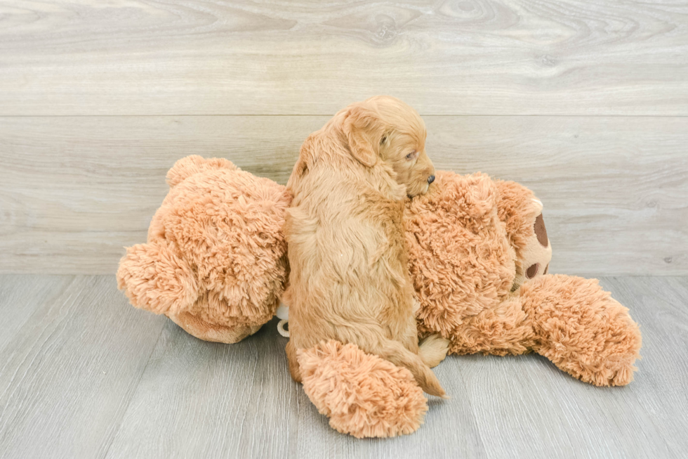 Best Mini Goldendoodle Baby