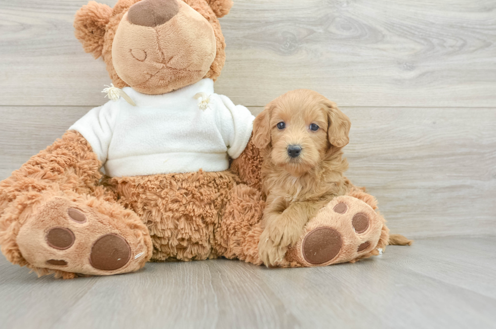 6 week old Mini Goldendoodle Puppy For Sale - Premier Pups