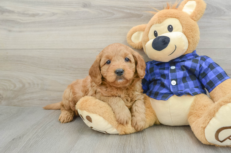 5 week old Mini Goldendoodle Puppy For Sale - Premier Pups